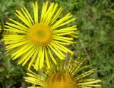 genus Inula