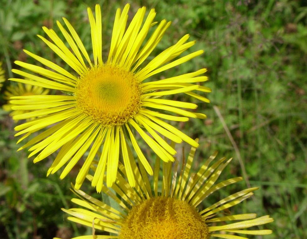 Image of genus Inula specimen.