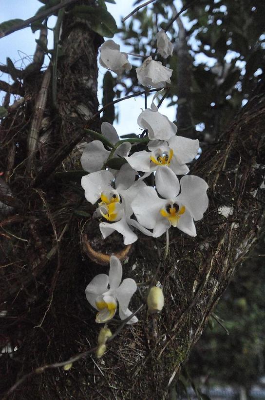 Image of Phalaenopsis amabilis specimen.