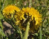 род Taraxacum. Соцветия. Украина, г. Запорожье, Правый берег, ул. Сковороды. 19.04.2013.