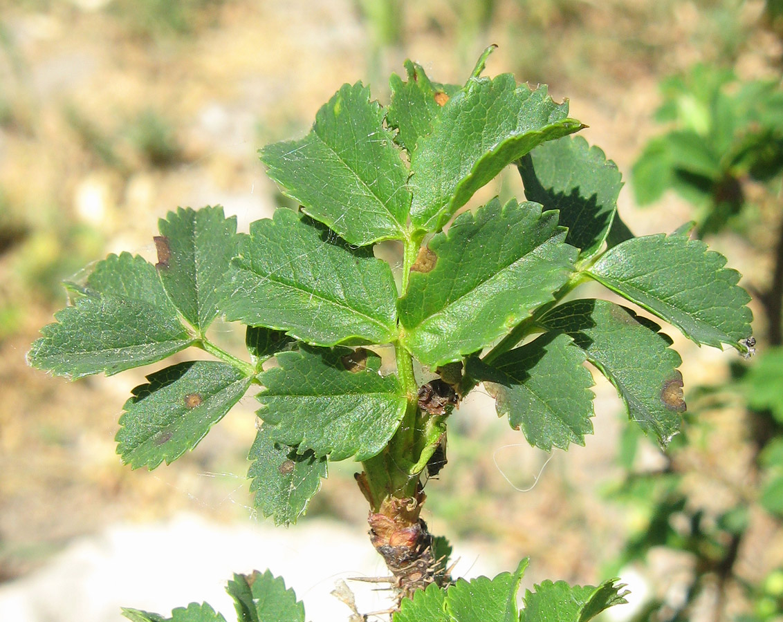 Image of Rosa spinosissima specimen.