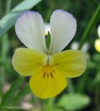 Viola tricolor. Цветок со следами синего пигмента на верхних лепестках. Украина, Черкасская обл., Каневский р-н, РЛП \"Трахтемиров\", берег Каневского водохранилища. 10 мая 2013 г.