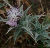 Carthamus glaucus