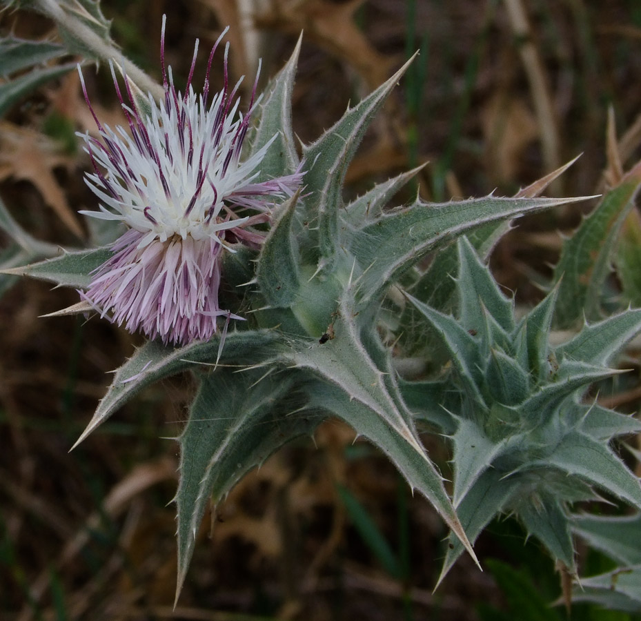 Image of Carthamus glaucus specimen.