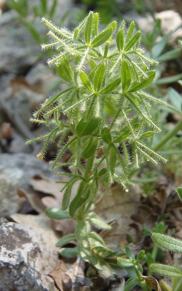 Изображение особи Cruciata taurica.