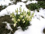 Leucojum vernum