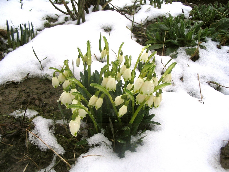 Изображение особи Leucojum vernum.