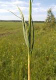 Carex panicea. Нижняя часть побега. Московская обл., Лотошинский р-н, окр. дер. Савостино. 09.06.2013.