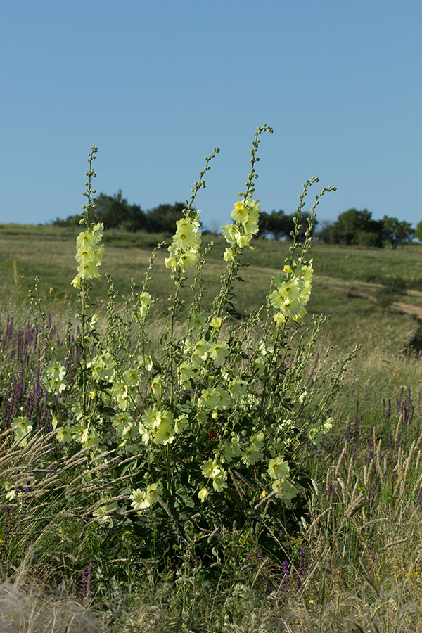 Image of Alcea rugosa specimen.