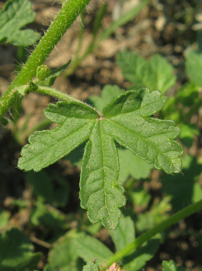 Image of Malva setigera specimen.