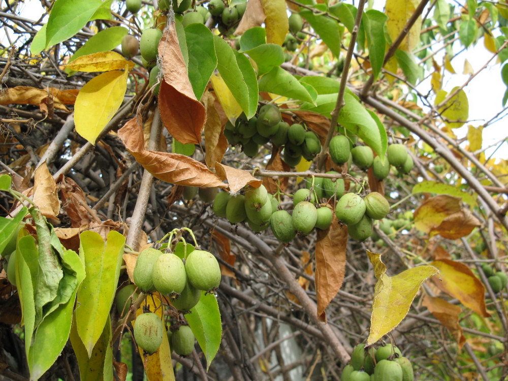 Image of Actinidia arguta specimen.
