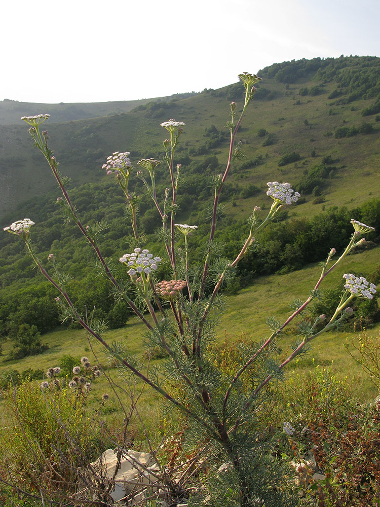 Image of genus Seseli specimen.