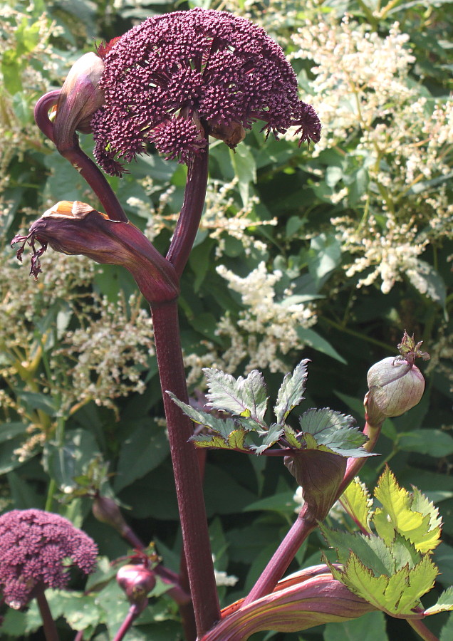 Image of Angelica gigas specimen.