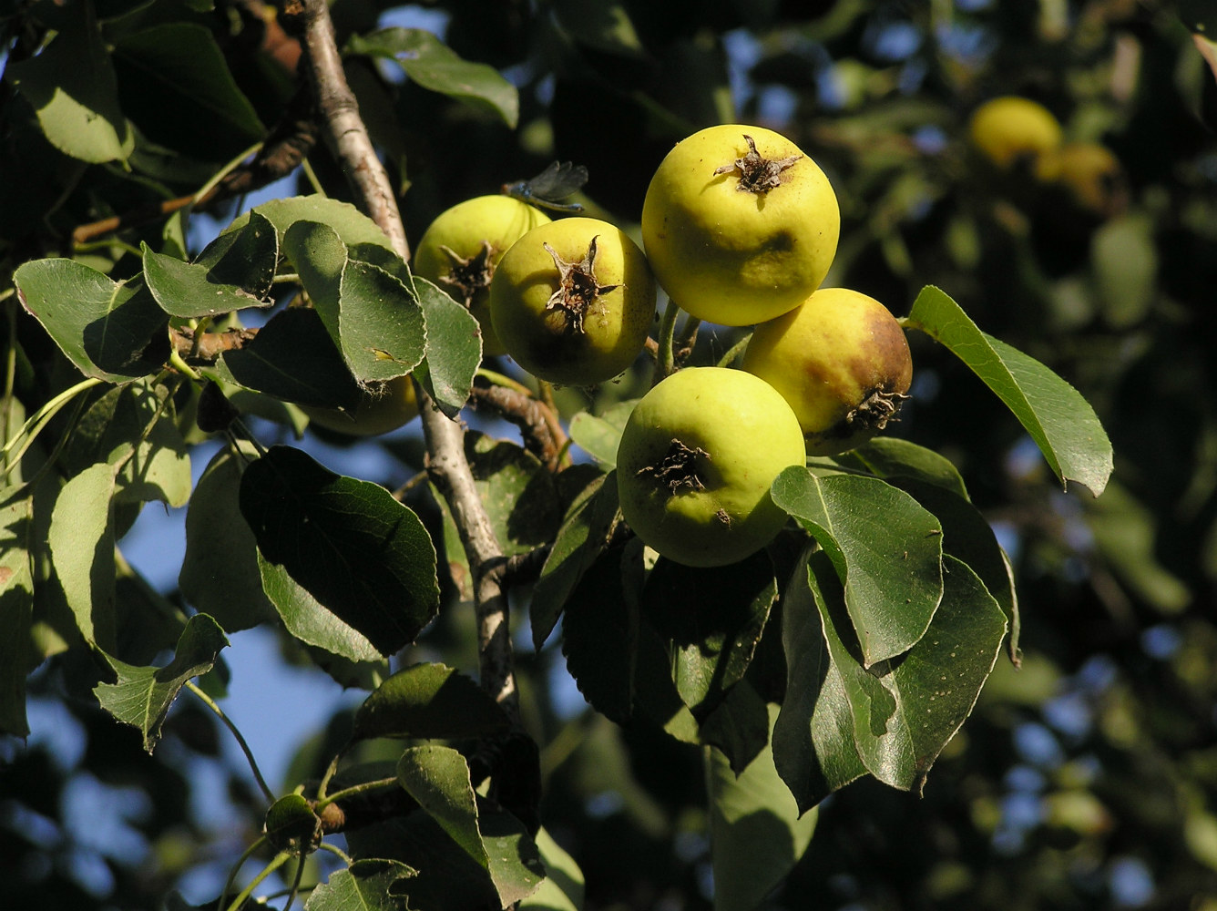 Image of Pyrus pyraster specimen.