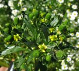 Ranunculus sceleratus