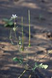 Erodium oxyrhynchum. Верхушка растения с плодами и цветком. Южный Казахстан, восточная граница пустыни Кызылкум. 04.05.2013.