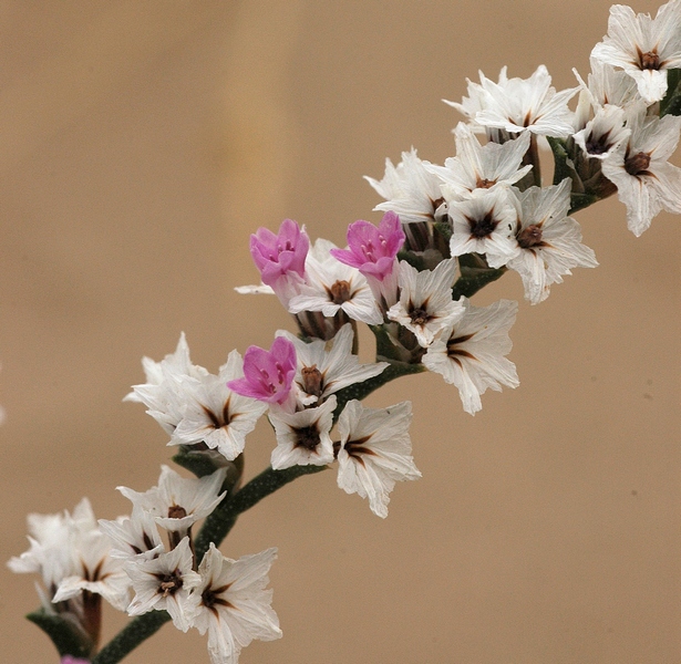 Image of Goniolimon callicomum specimen.