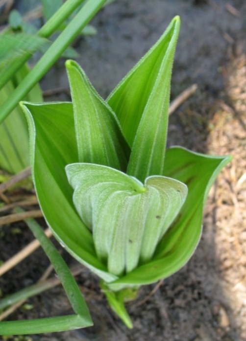 Изображение особи Veratrum lobelianum.