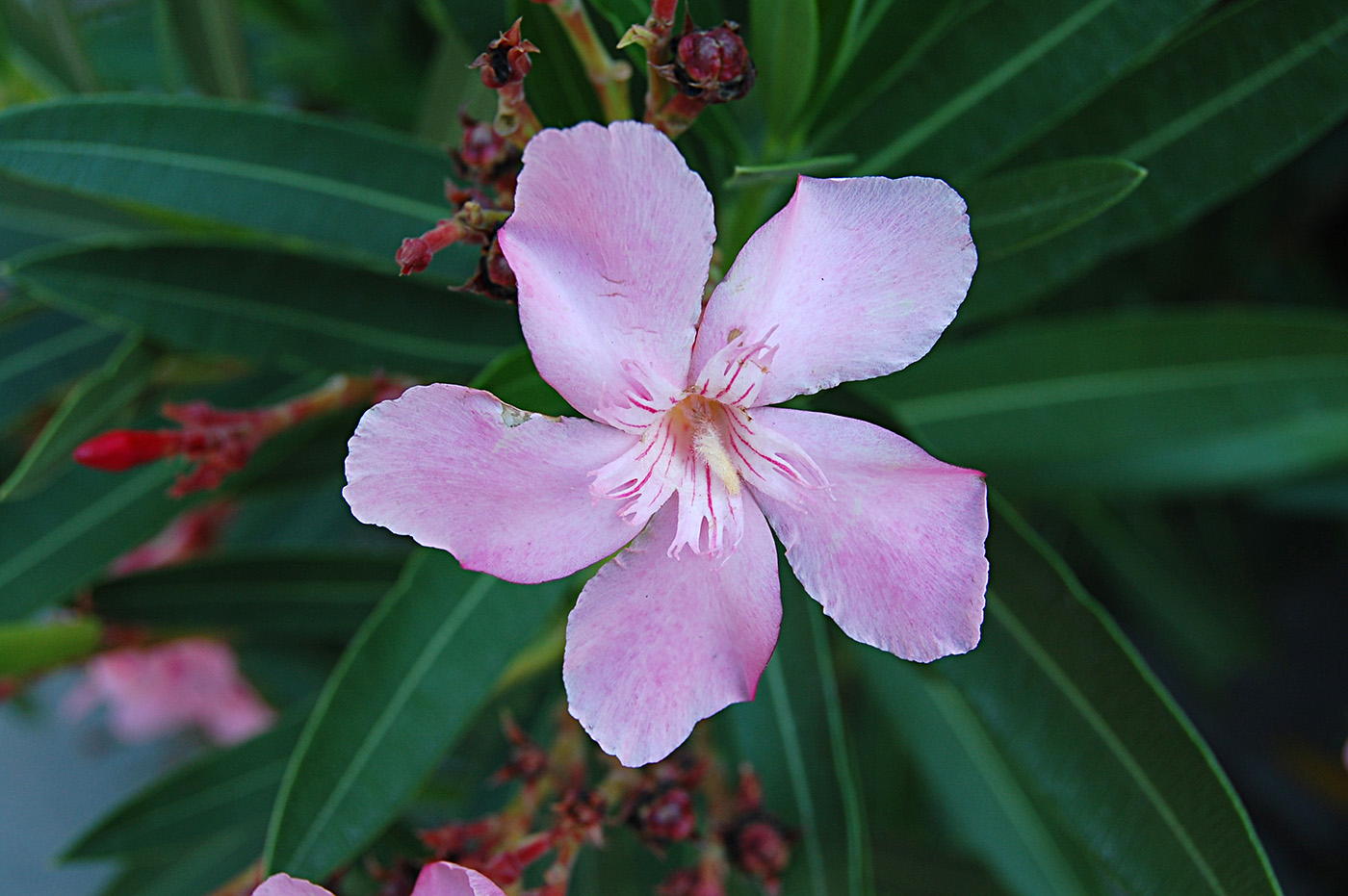 Изображение особи Nerium oleander.