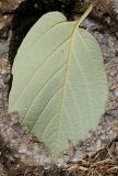 Fothergilla major. Лист (обратная сторона). Германия, г. Дюссельдорф, Ботанический сад университета. 14.08.2013.