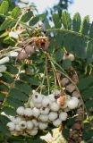 Sorbus koehneana