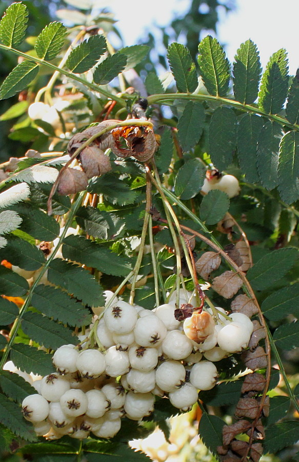 Изображение особи Sorbus koehneana.
