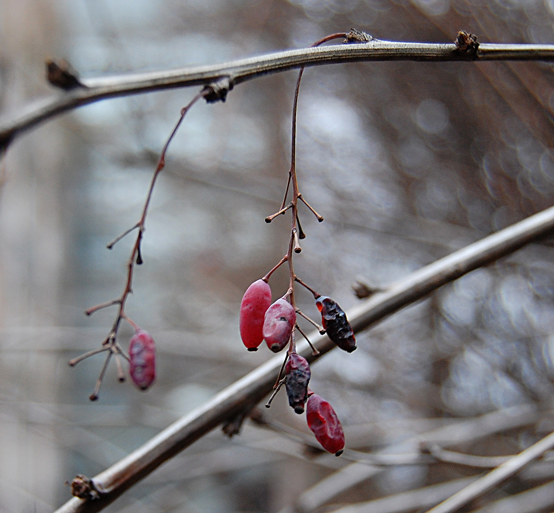 Image of Berberis vulgaris specimen.