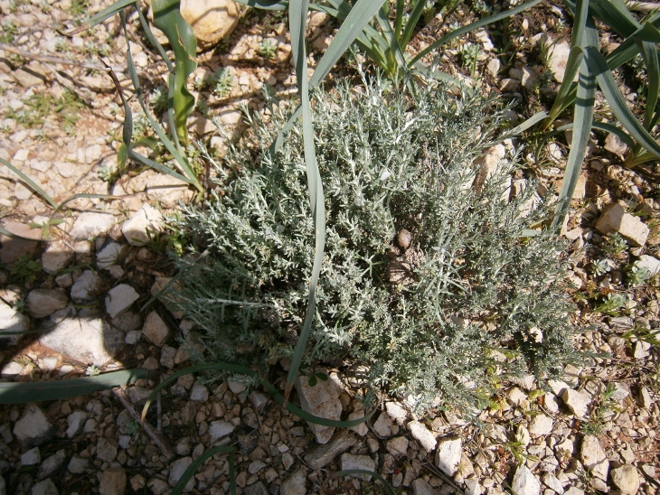 Image of Helichrysum parvifolium specimen.