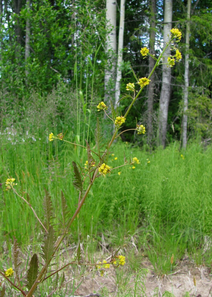 Изображение особи Rorippa palustris.