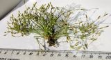 Fimbristylis velata