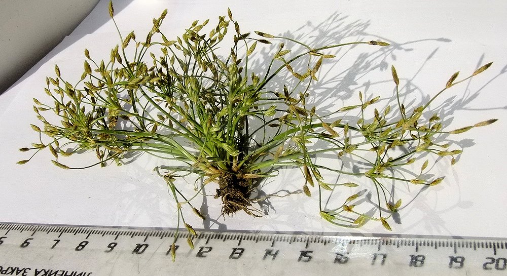 Image of Fimbristylis velata specimen.
