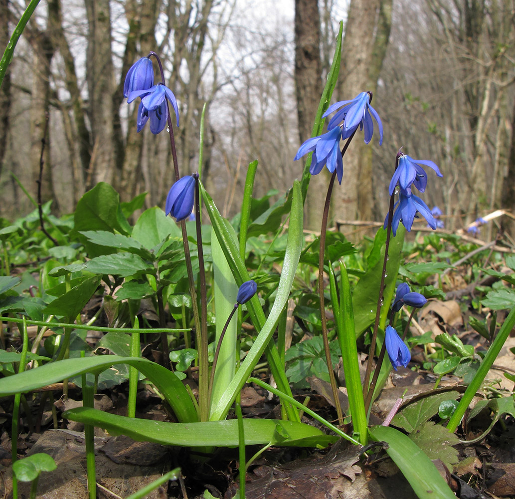 Изображение особи Scilla siberica.