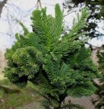 Cryptomeria japonica. Верхняя часть ветви ('Cristata'). Германия, г. Дюссельдорф, Ботанический сад университета. 02.03.2014.