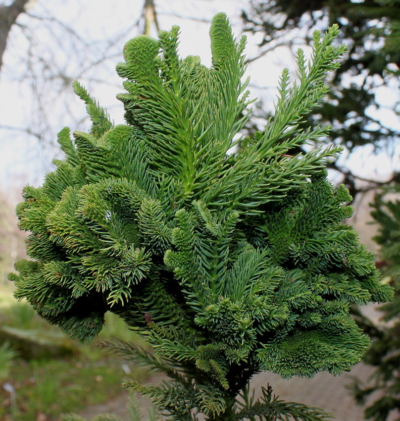 Изображение особи Cryptomeria japonica.