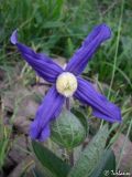 Clematis integrifolia. Цветок. Крымский природный заповедник, Бабуган яйла, гора Роман-Кош. 07.07.2009.