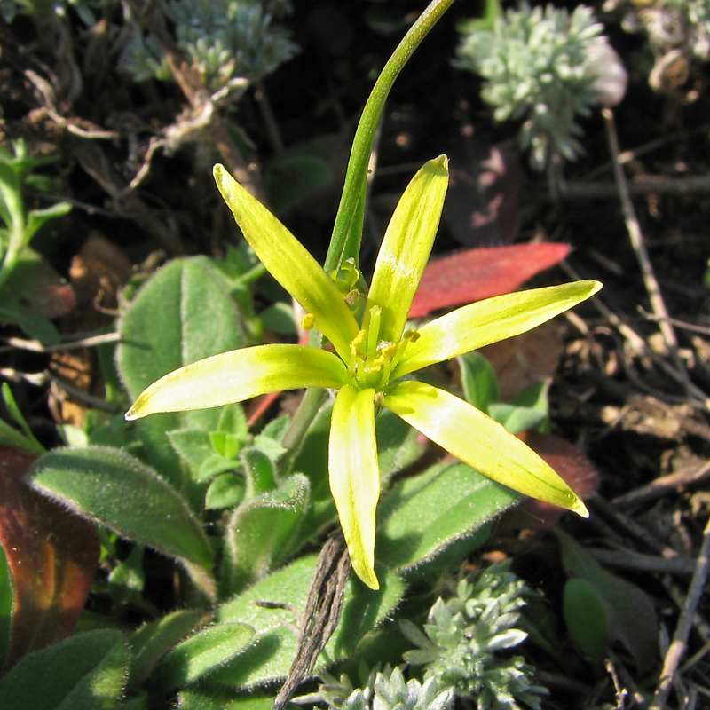 Image of Gagea artemczukii specimen.