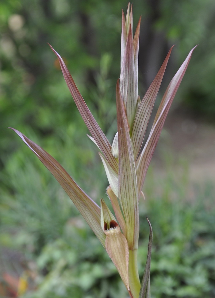 Изображение особи Serapias parviflora.