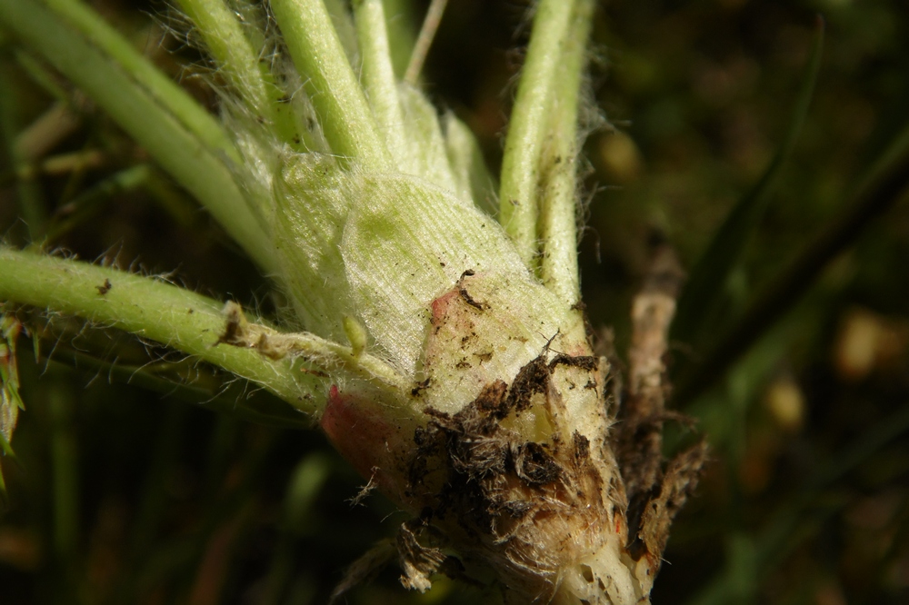 Изображение особи Astragalus henningii.