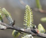 genus Salix