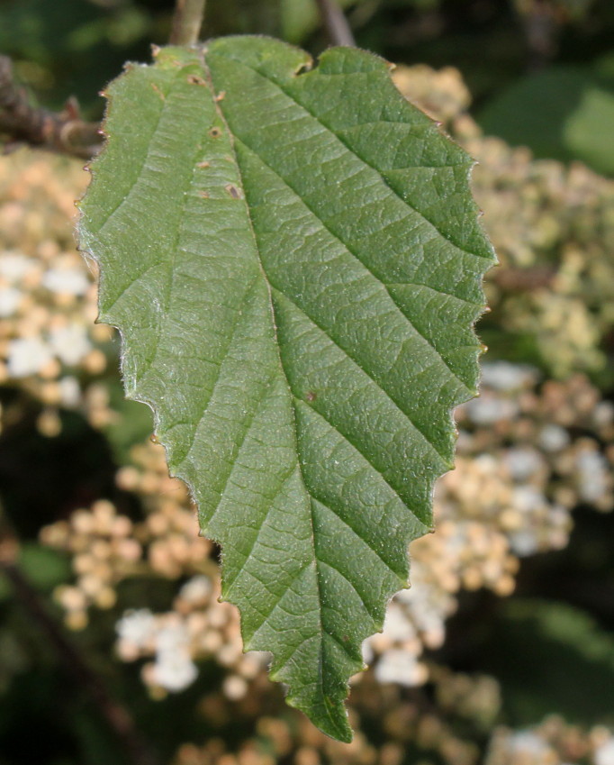 Изображение особи род Viburnum.