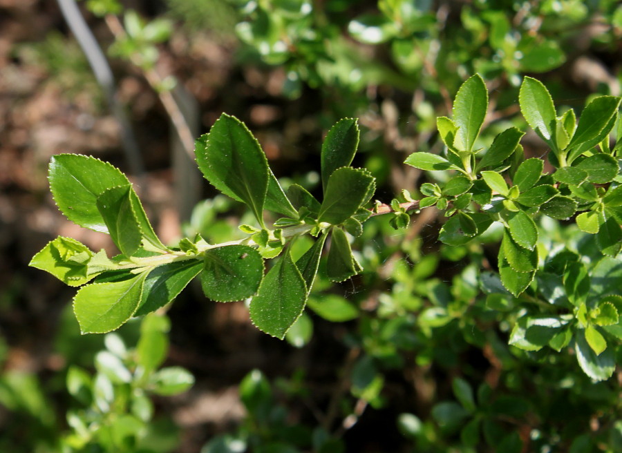 Image of Escallonia virgata specimen.