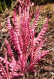 Pedicularis labradorica