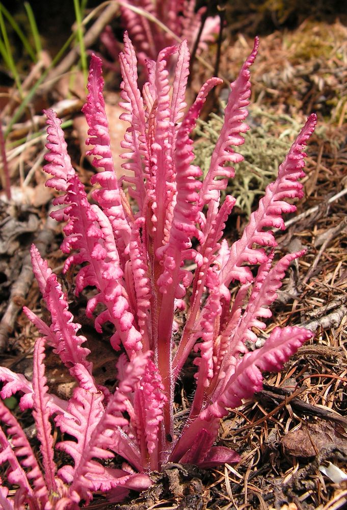 Изображение особи Pedicularis labradorica.