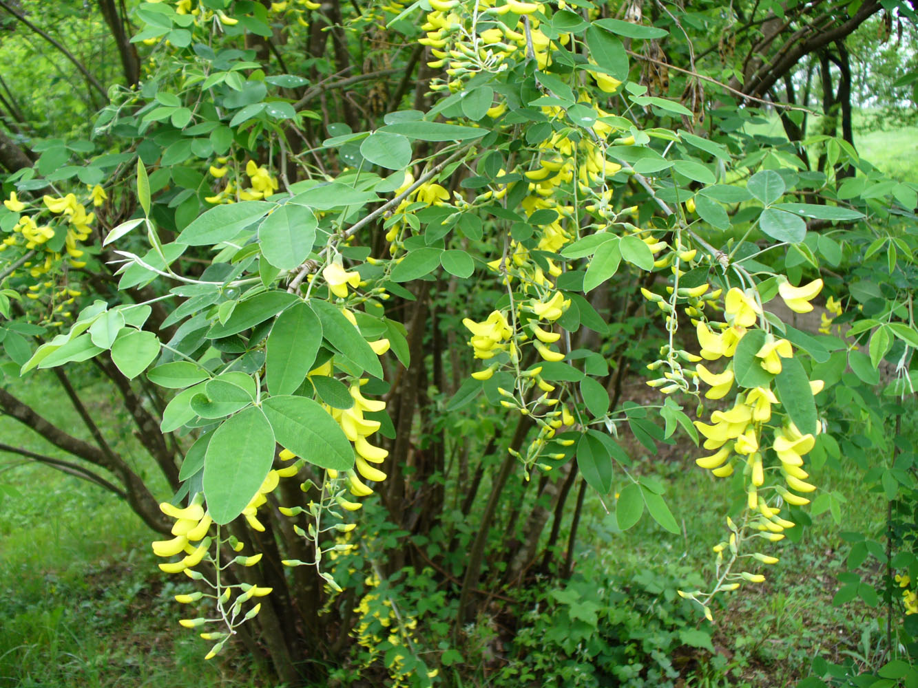 Изображение особи Laburnum anagyroides.