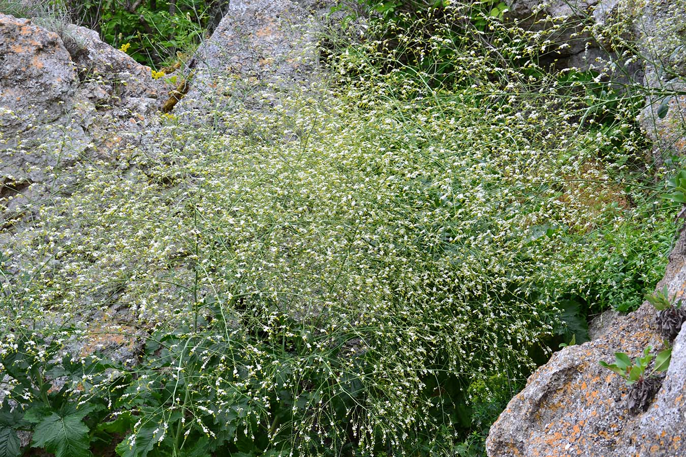 Image of Crambe koktebelica specimen.