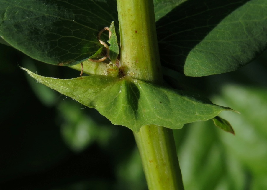 Изображение особи Vicia pisiformis.