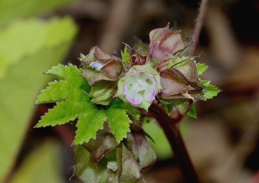 Image of genus Malva specimen.