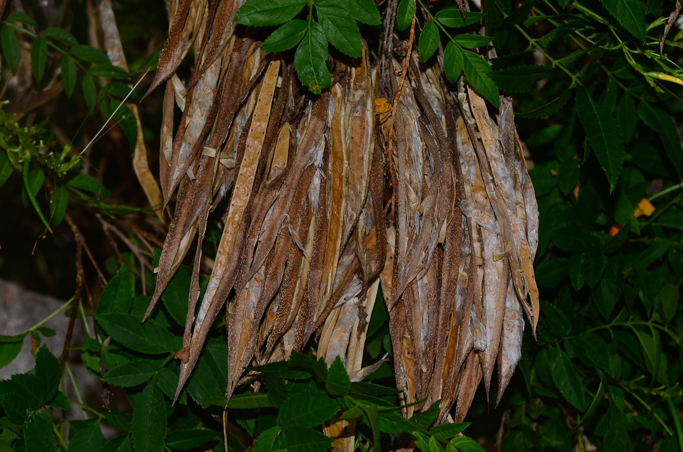 Image of Tecoma × smithii specimen.