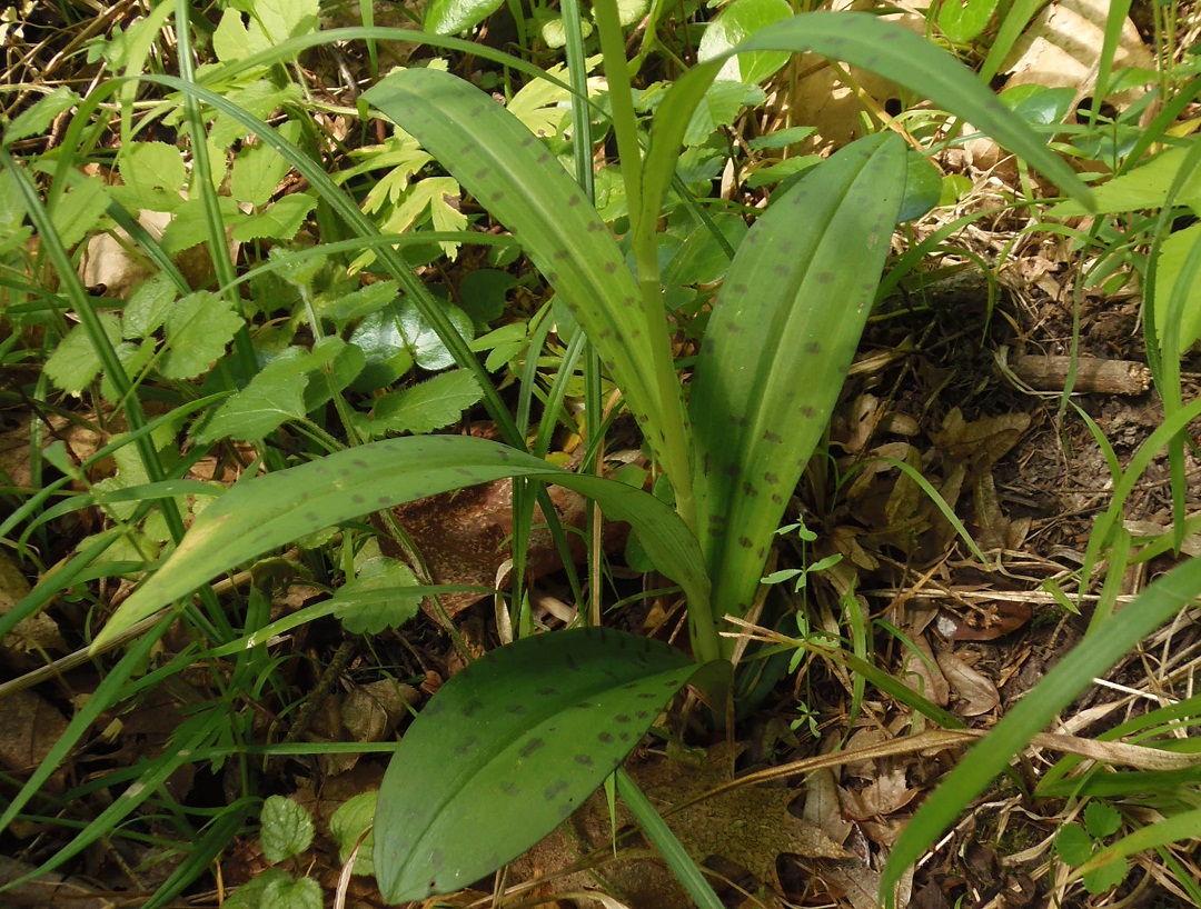 Изображение особи Dactylorhiza fuchsii.