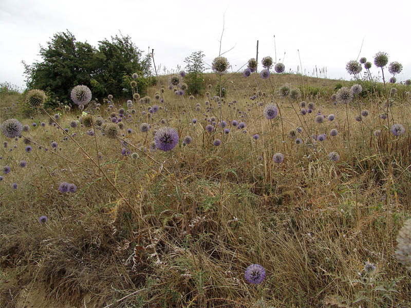 Изображение особи Echinops orientalis.